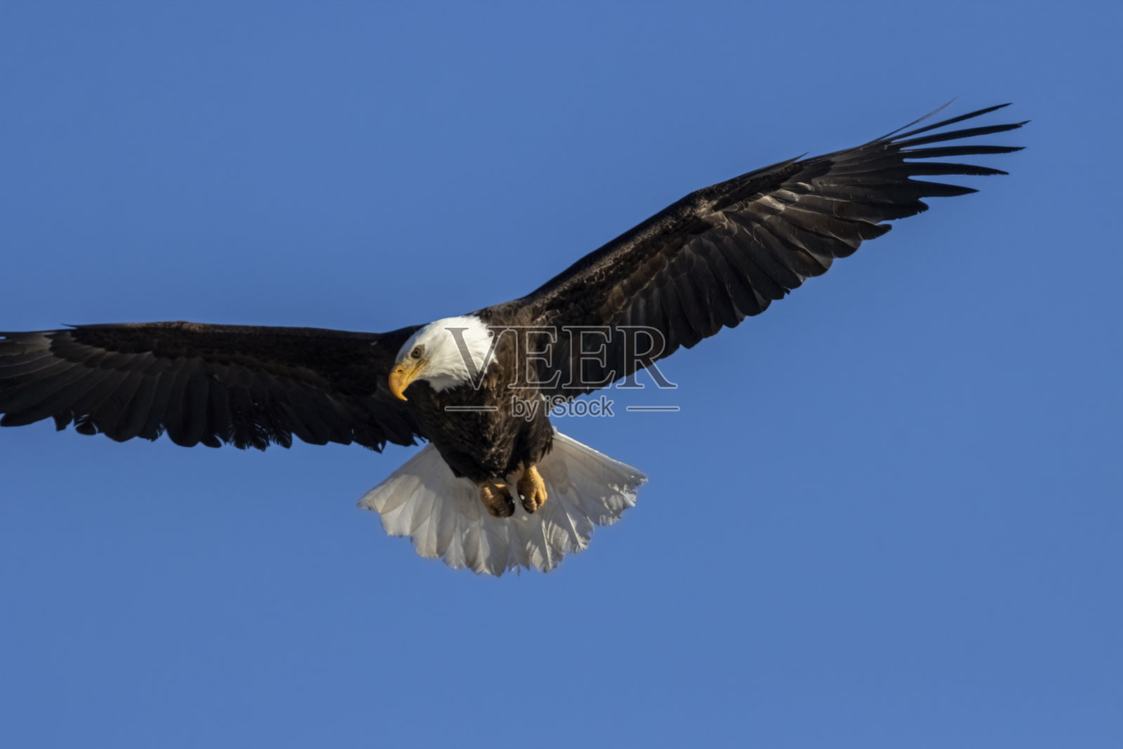 11英里峡谷的秃鹰照片摄影图片
