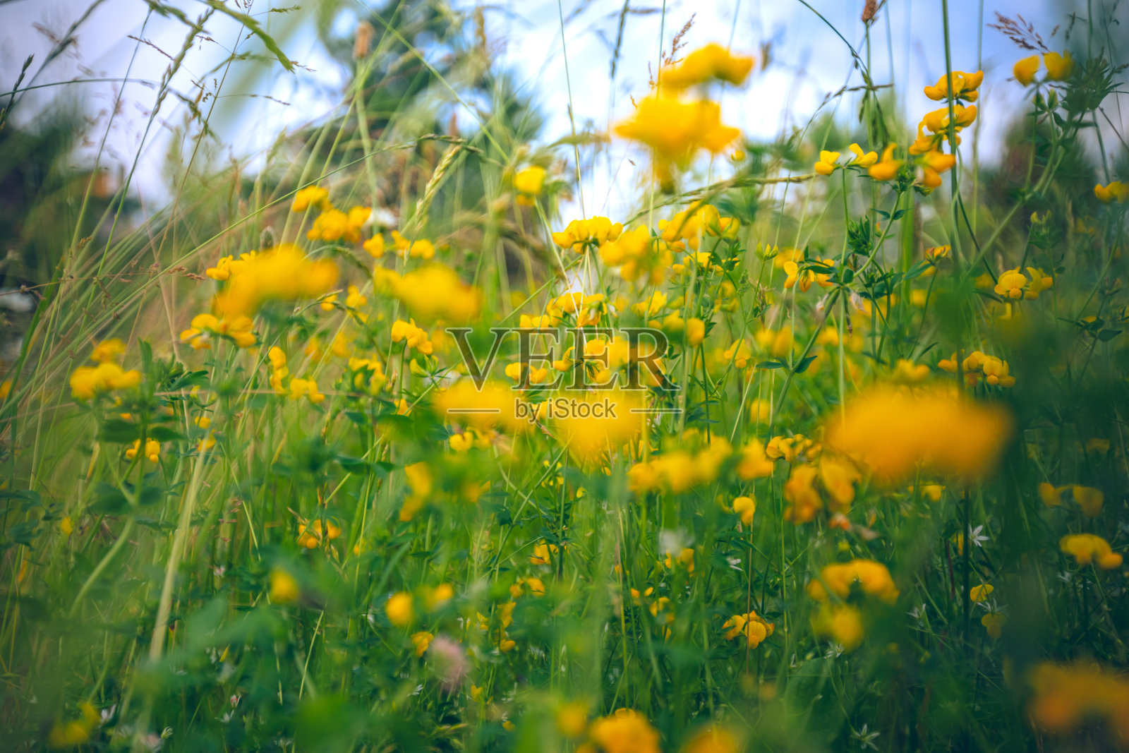 黄色的花在田野里照片摄影图片
