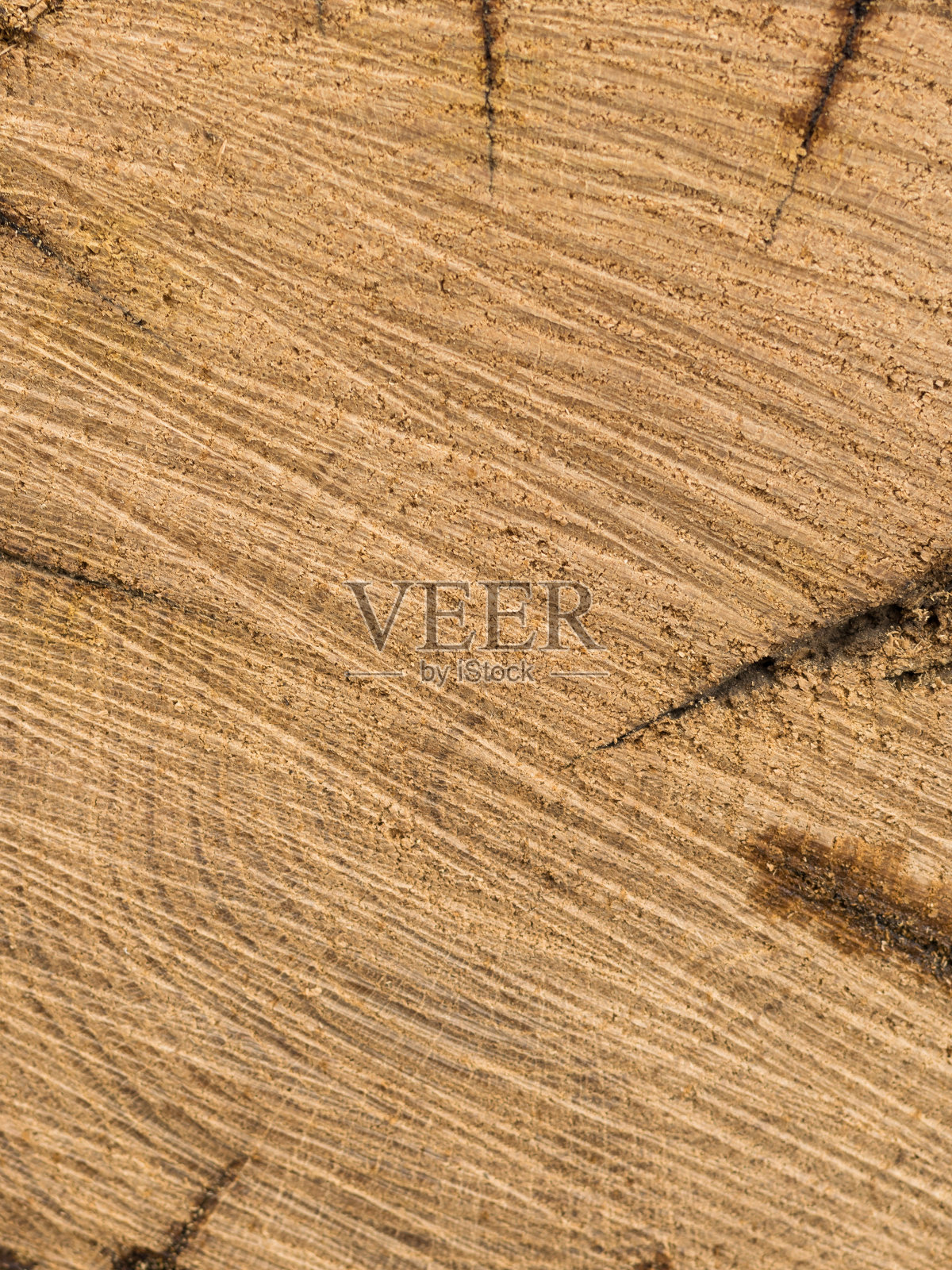 新鲜的背景砍倒了老橡树。照片摄影图片