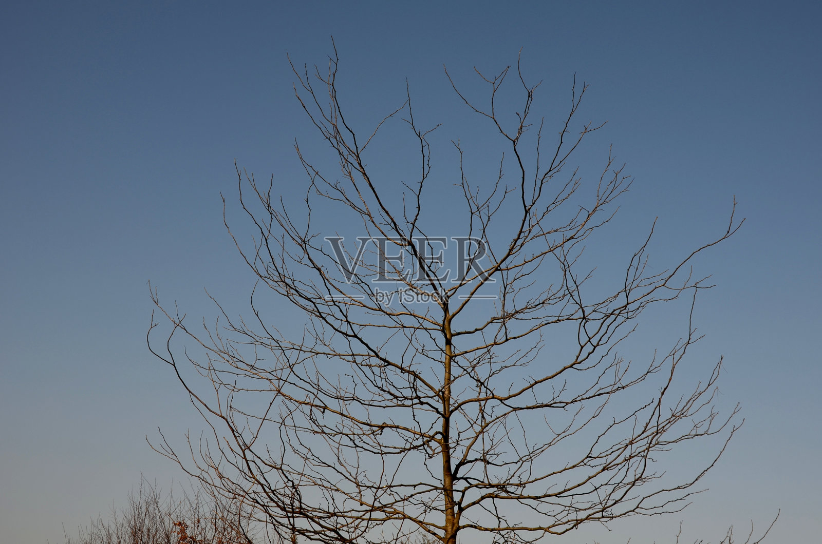 是一种原产于北美的落叶树。它可以生长到20-30米的高度，形成一棵树冠稀疏、卵形的树。树干上的刺很显眼，可达10厘米长，有光泽。照片摄影图片