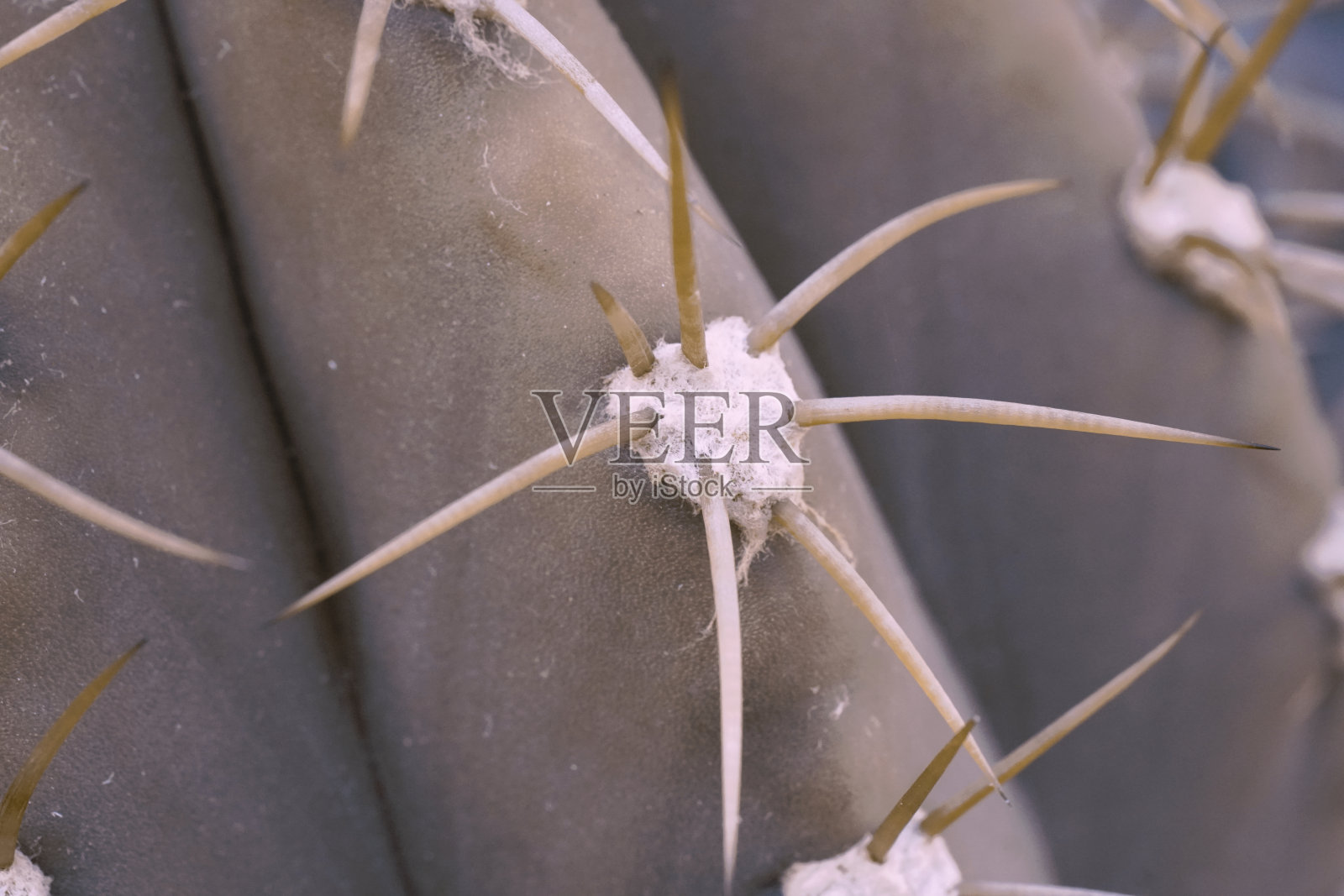 仙人掌上的尖刺，自然图案，花和背景的多色照片。照片摄影图片