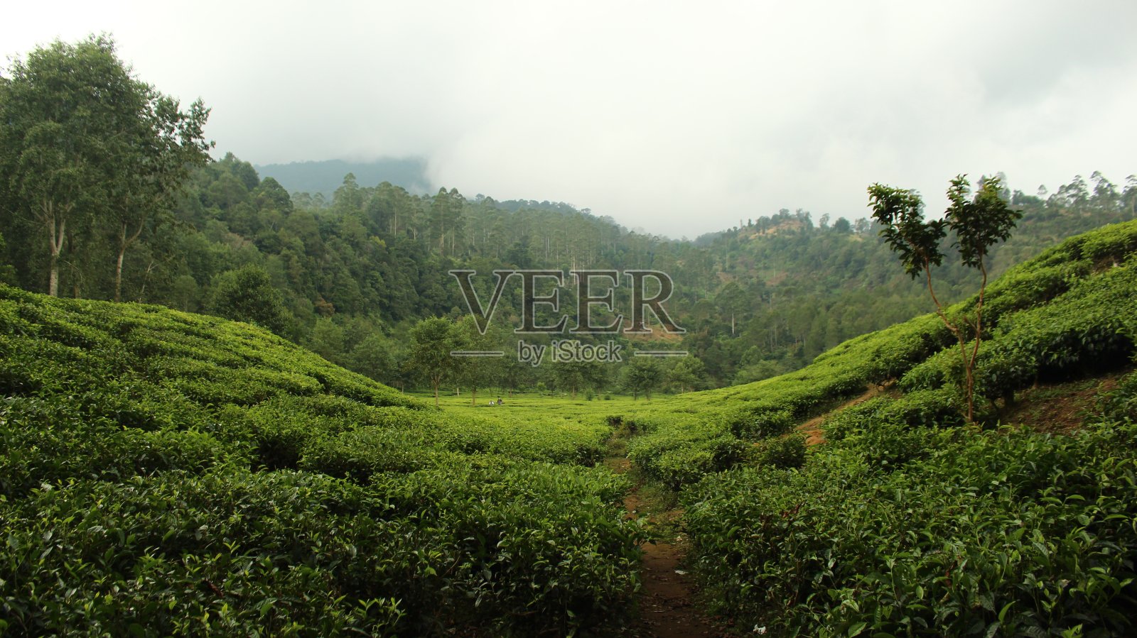 茶园田园自然照片摄影图片