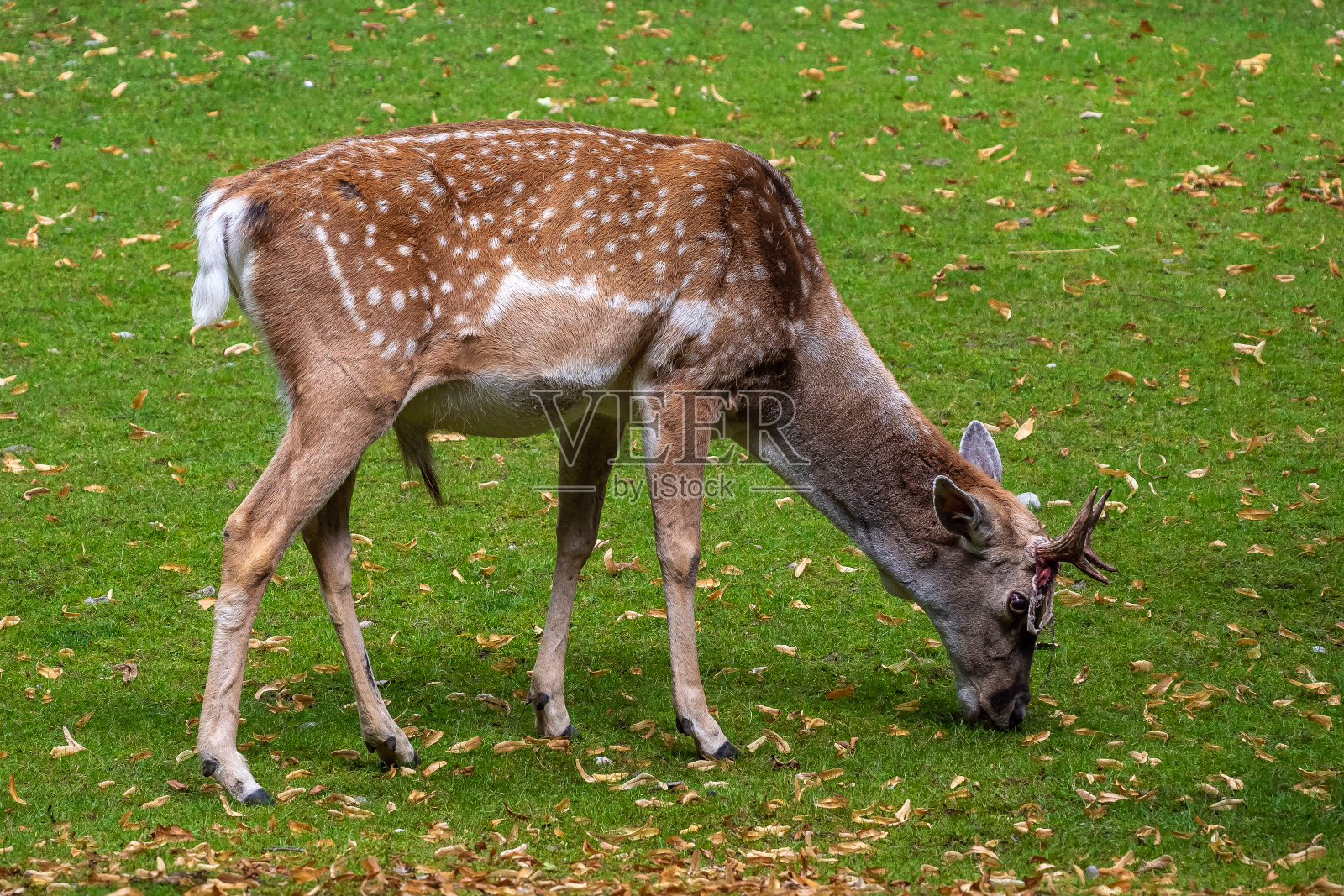 美索不达米亚鹿达玛是一种反刍哺乳动物照片摄影图片