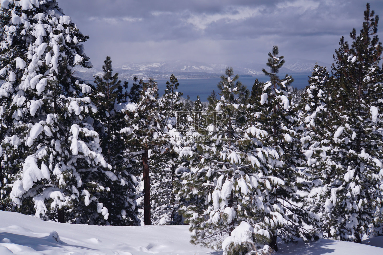 魔法白雪覆盖的树木照片摄影图片