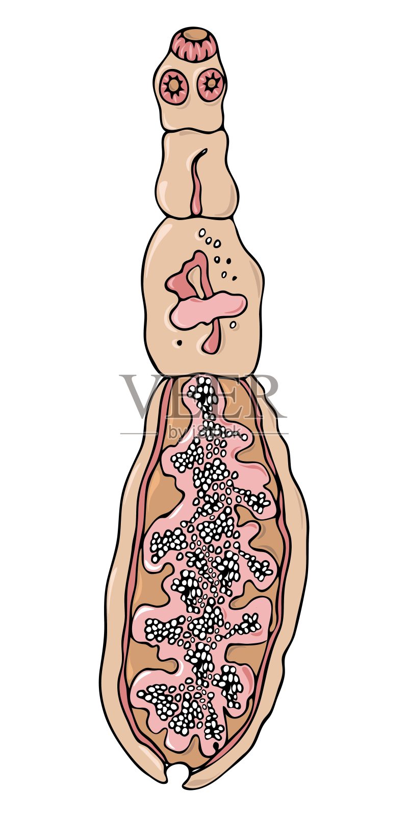 棘球绦虫解剖载体说明。插画图片素材