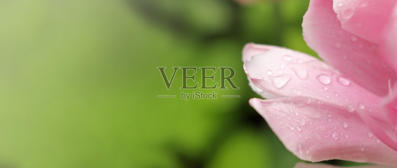 娇嫩的春花照片摄影图片