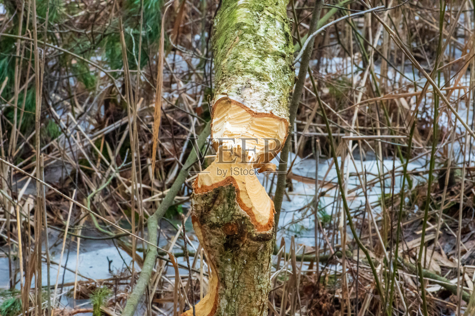 海狸啃食过的树木，被欧洲海狸扭断和砍伐的树干照片摄影图片