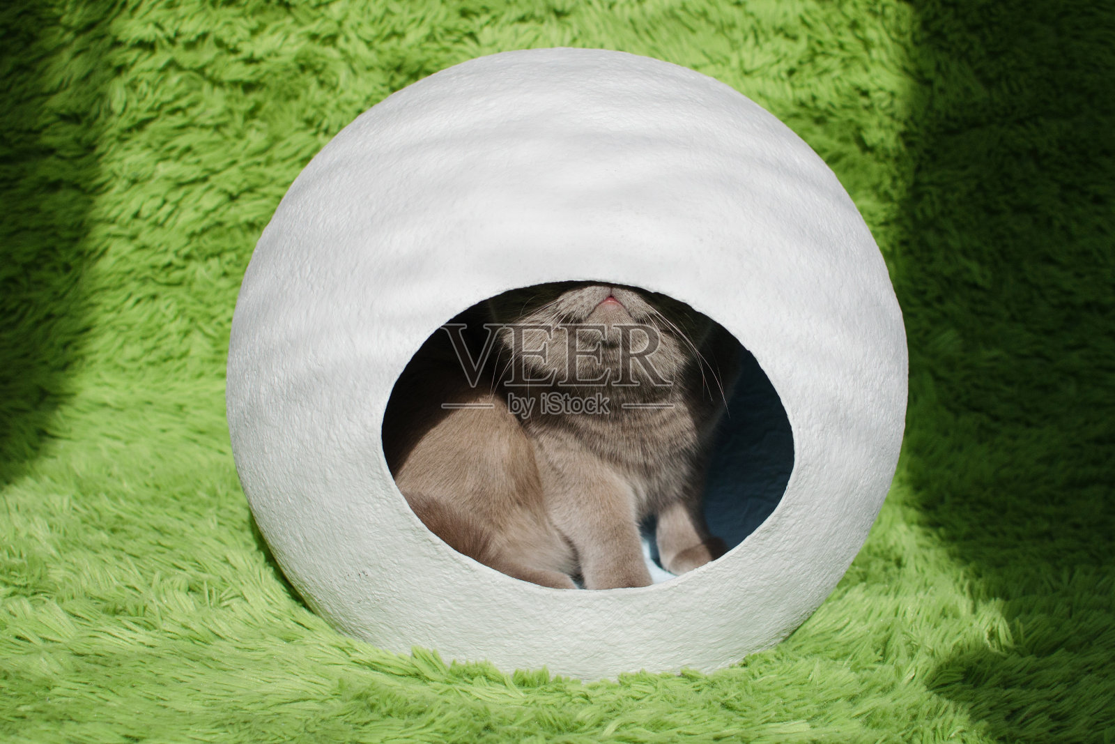 白色球形房子里的英国猫。照片摄影图片