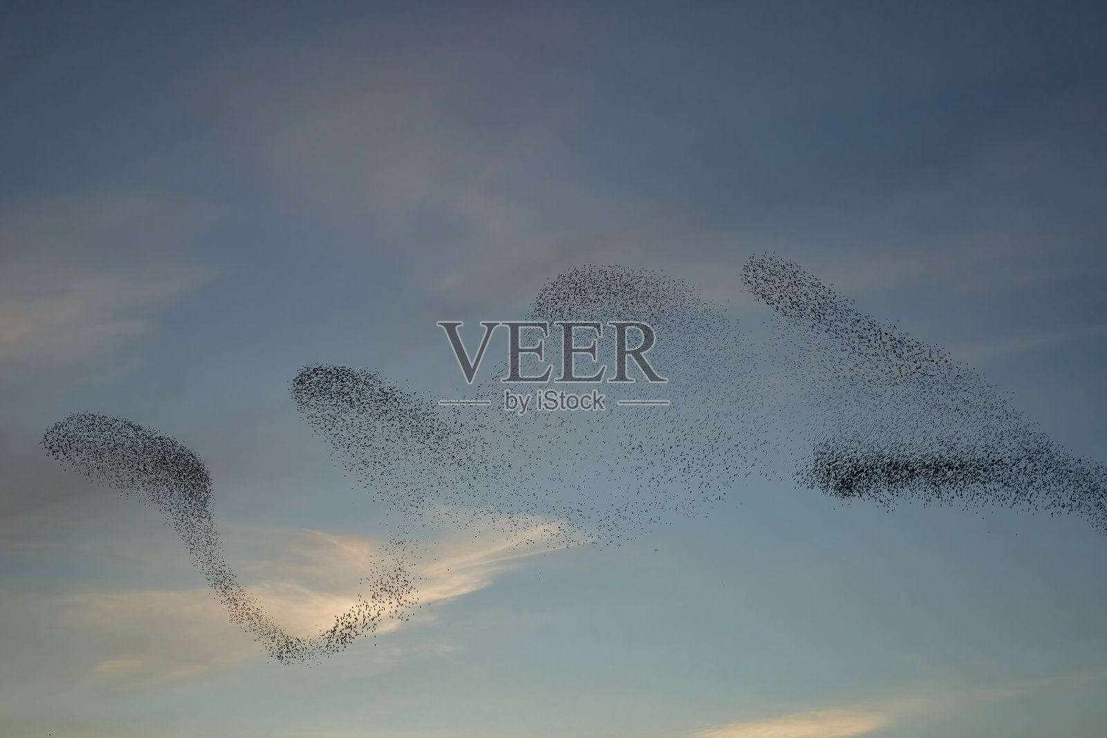 燕八哥的淙淙声照片摄影图片