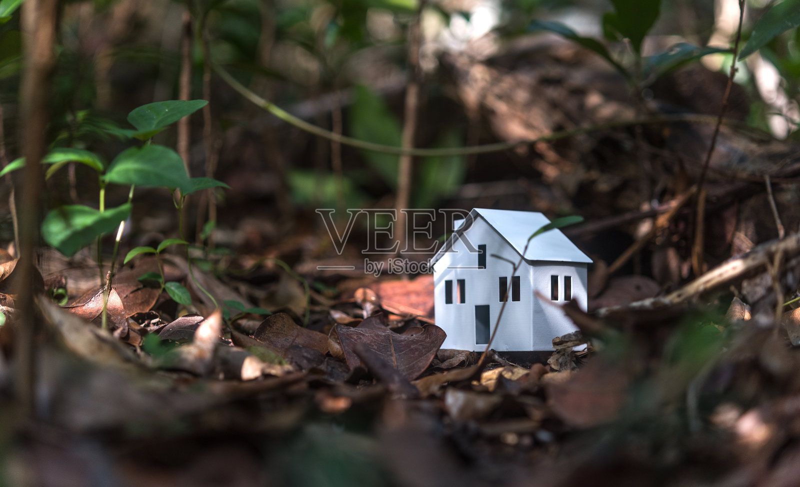 绿色的家照片摄影图片