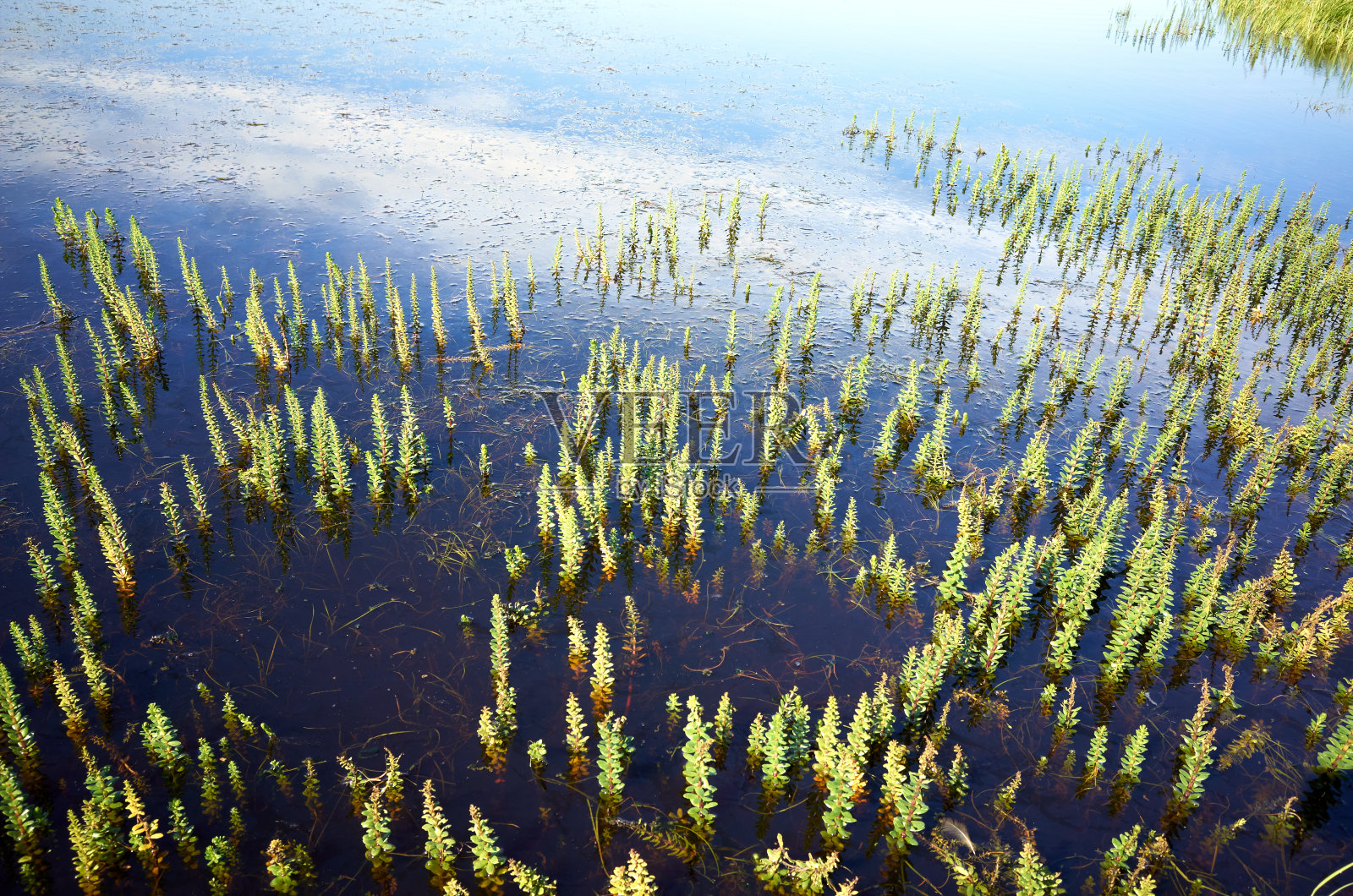 水面有蓝天倒影和小水草照片摄影图片