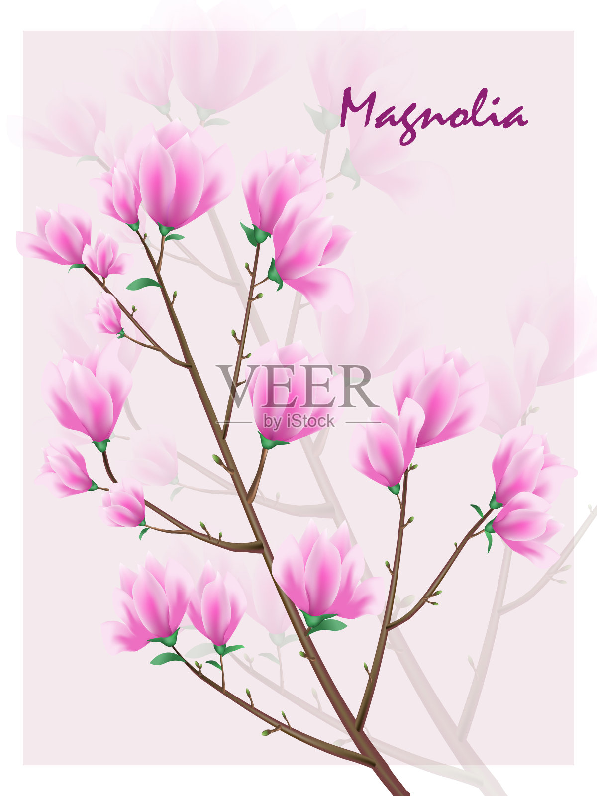 早午餐上的矢木兰花插画图片素材