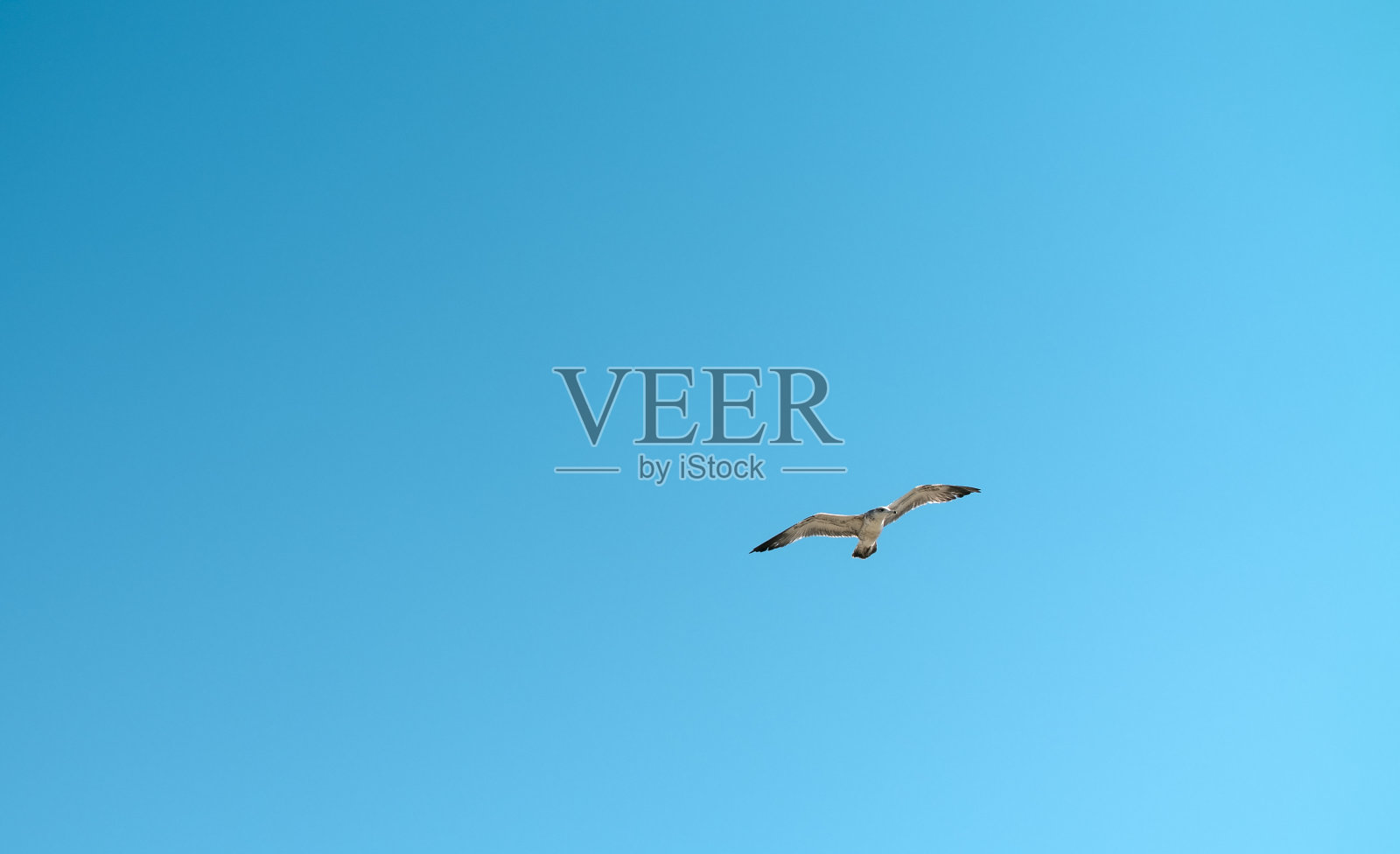 一只海鸥在蓝天上飞翔照片摄影图片