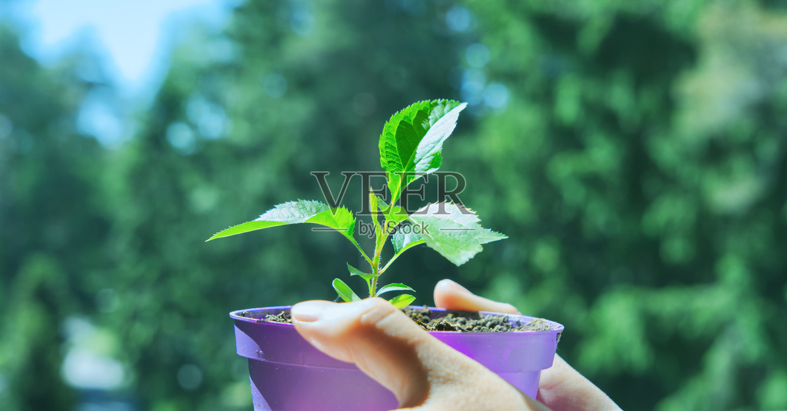 太阳在花盆里用手捧着的树苗上的特写照片摄影图片