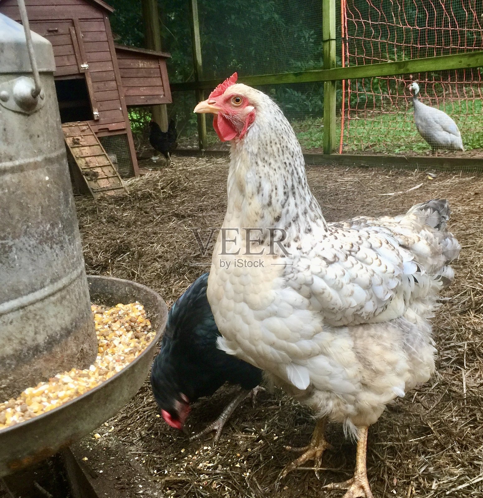 放养农场的鸡在笼中啄食谷粒饲料照片摄影图片