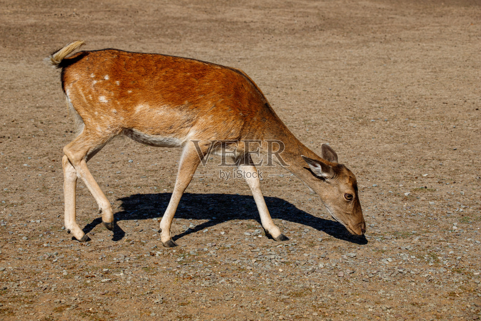 草地上全身的欧洲雌性休马鹿照片摄影图片