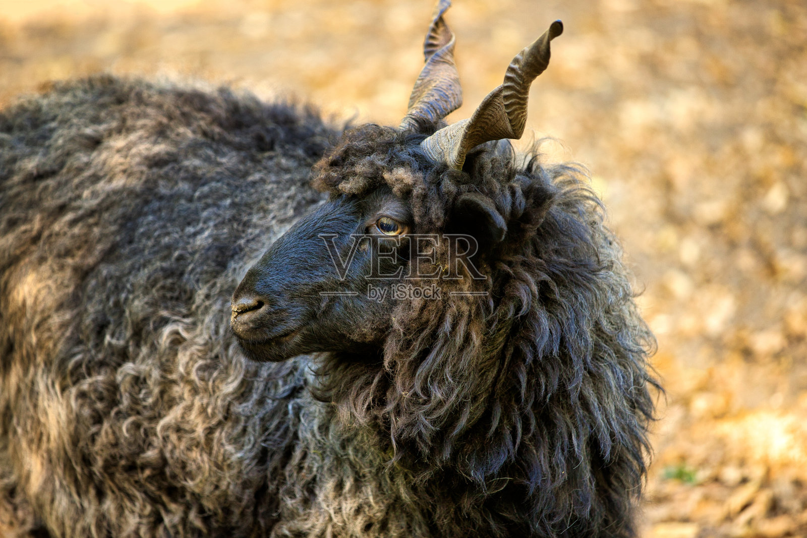 家养雄性拉卡瓦拉几亚绵羊的肖像与不寻常的螺旋形角照片摄影图片