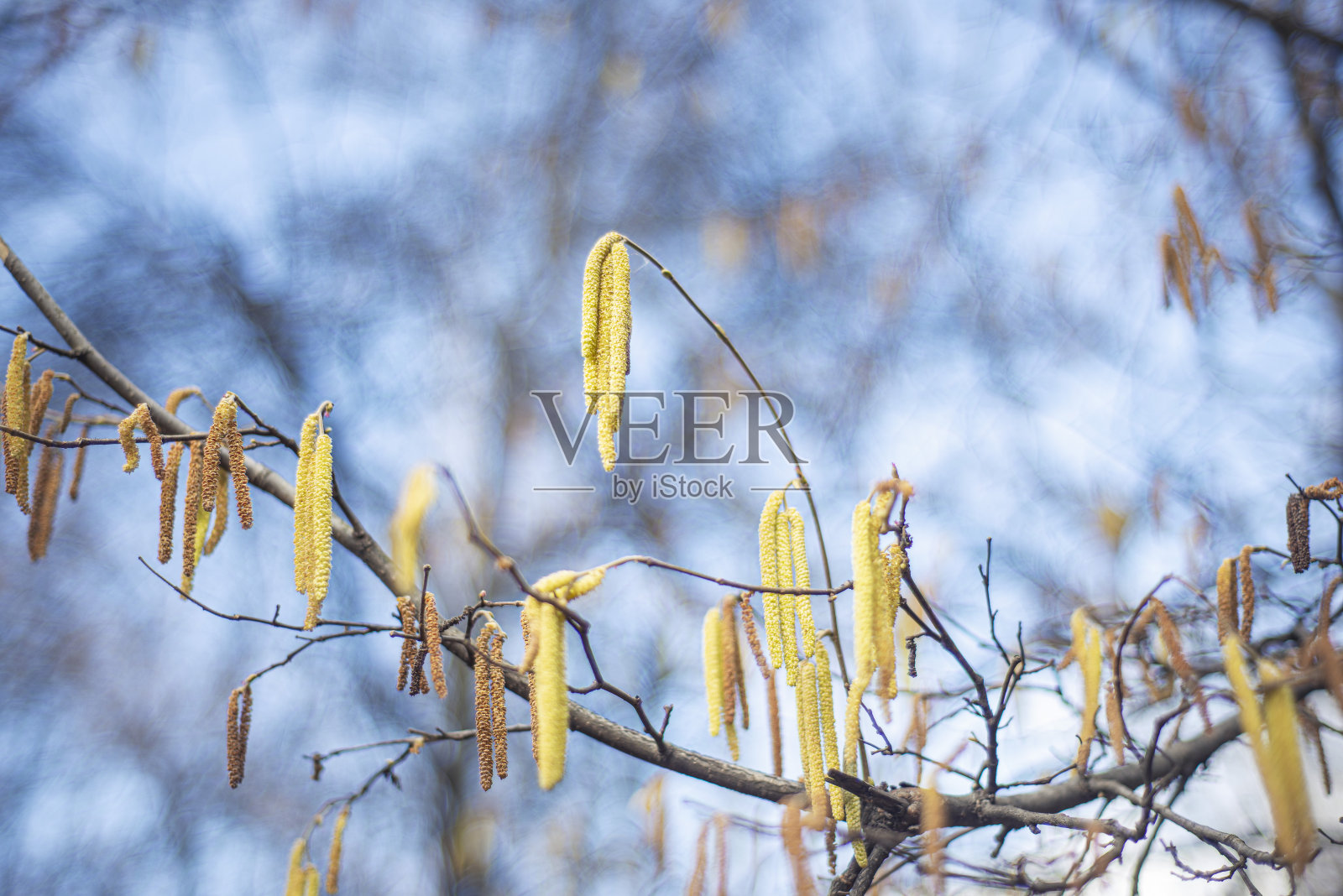 赤杨耳环在早春开花照片摄影图片