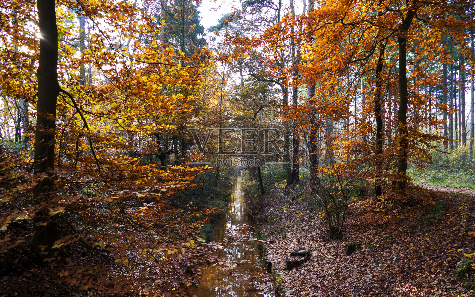 荷兰埃尔比克附近森林里一条小溪的秋景照片摄影图片
