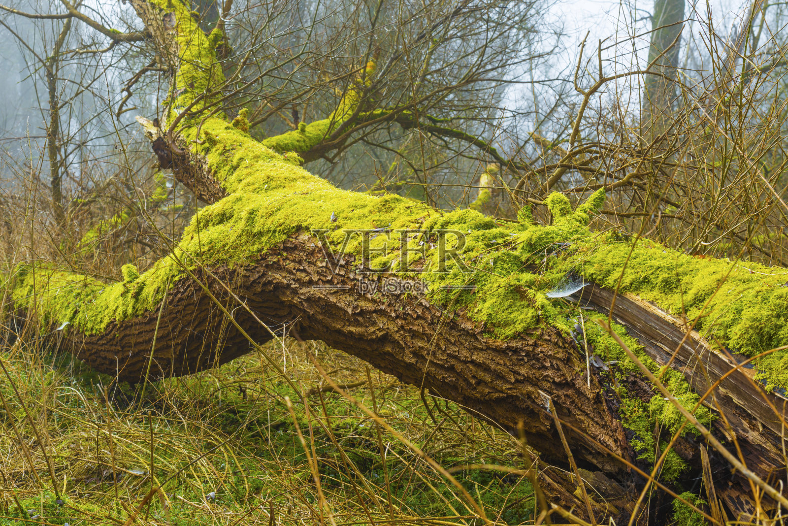在冬季明亮雾蒙蒙的阳光下，湿地中有树木、芦苇和灌木的田野照片摄影图片