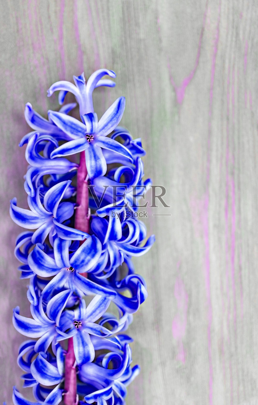 青紫的风信子花在木灰色的垂直背景上特写，妇女节，春天盛开的概念照片摄影图片