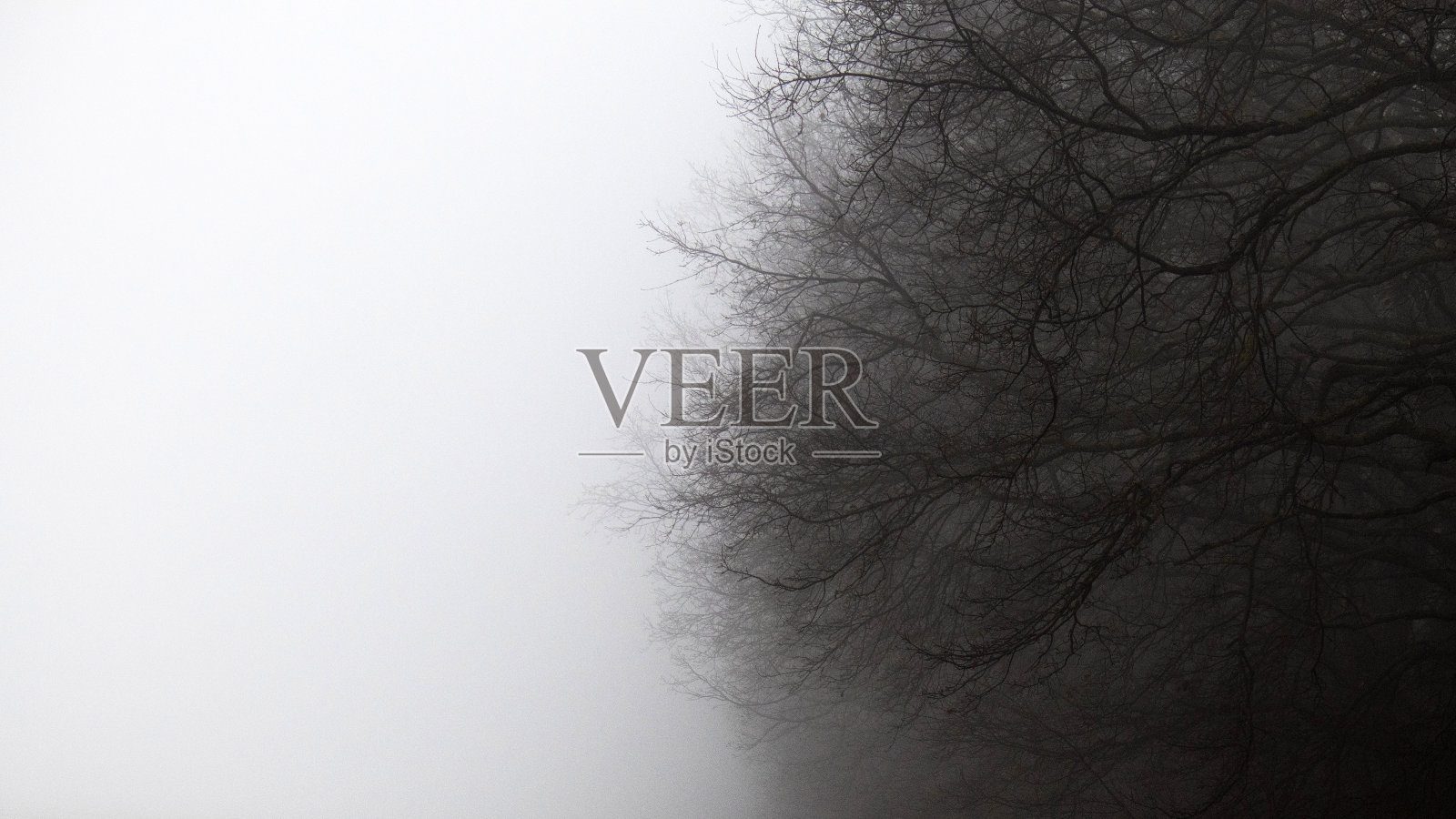 自然的抽象。神秘的雾蒙蒙的早晨。一棵老橡树的树枝在一层浓浓的乳白色雾中。自然神秘的背景。放置文本的位置照片摄影图片