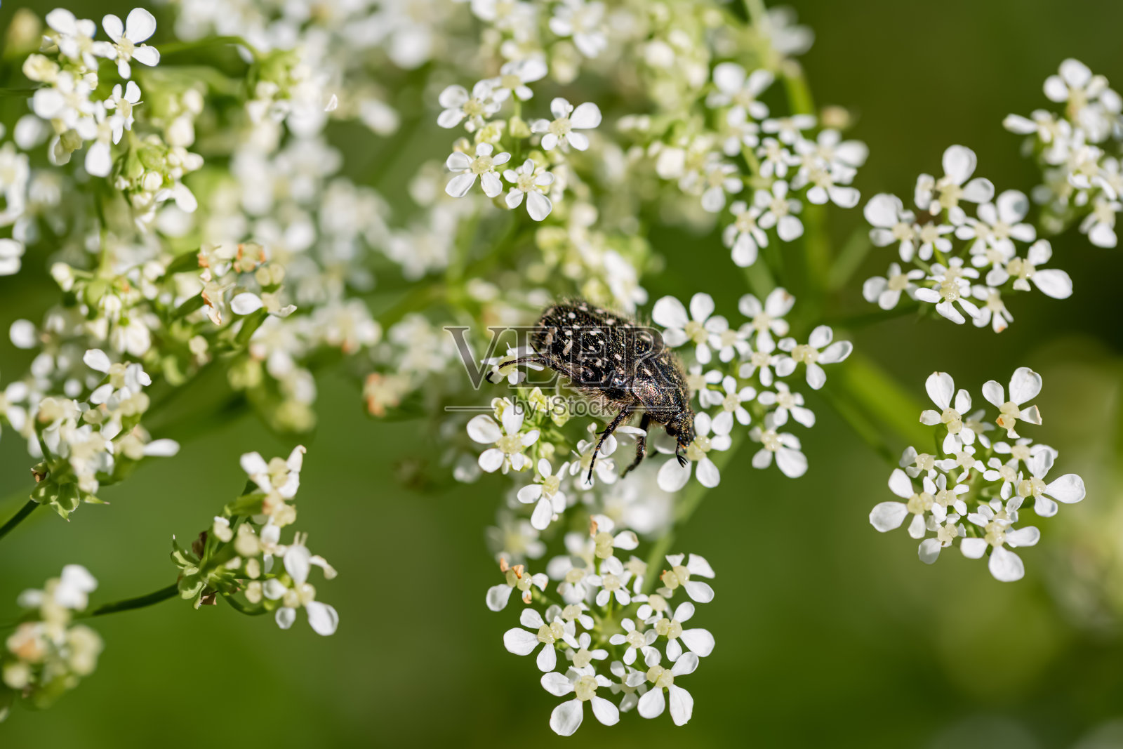 春天的时候，甲虫坐在白色的小花上。大自然模糊的绿色背景和散景。景深浅照片摄影图片