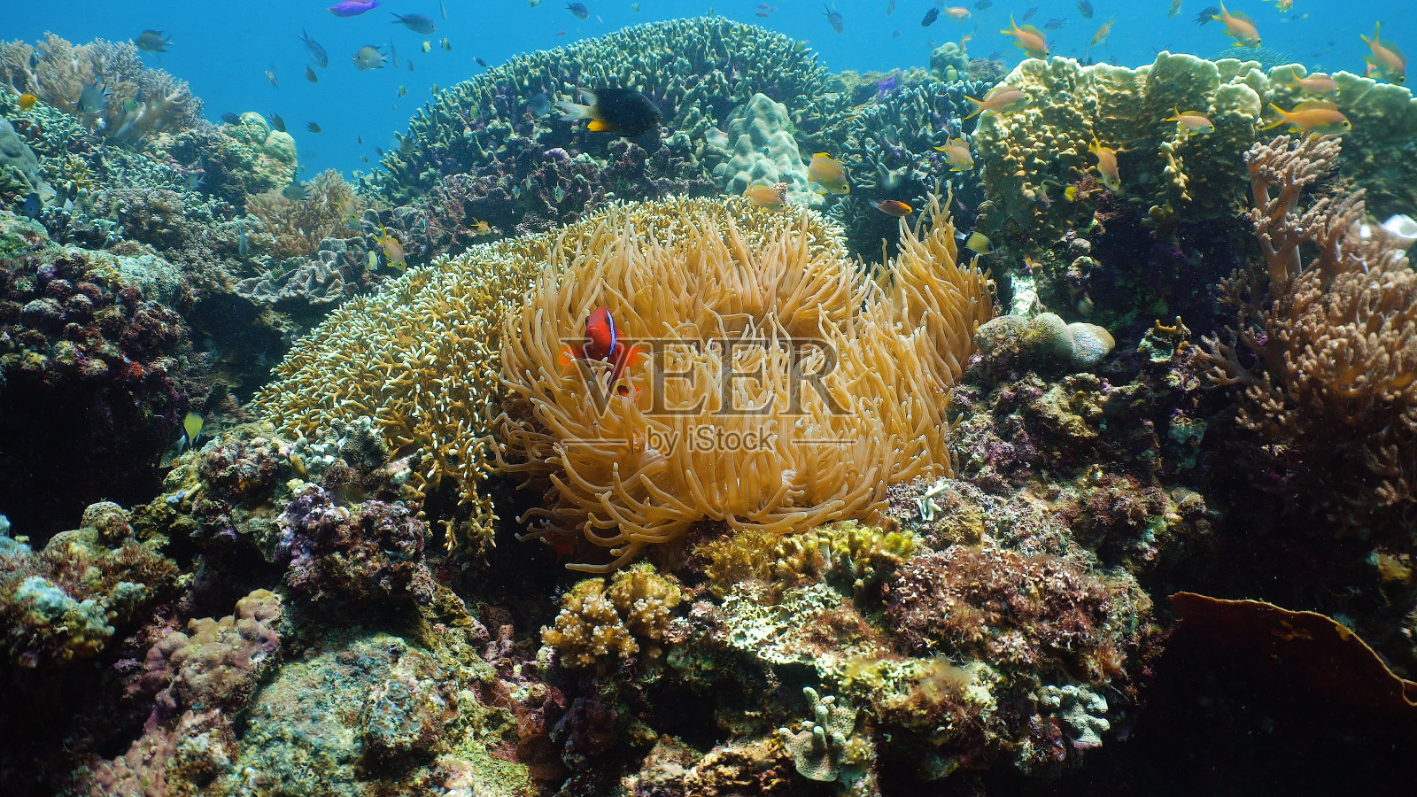 珊瑚礁和水下鱼类照片摄影图片