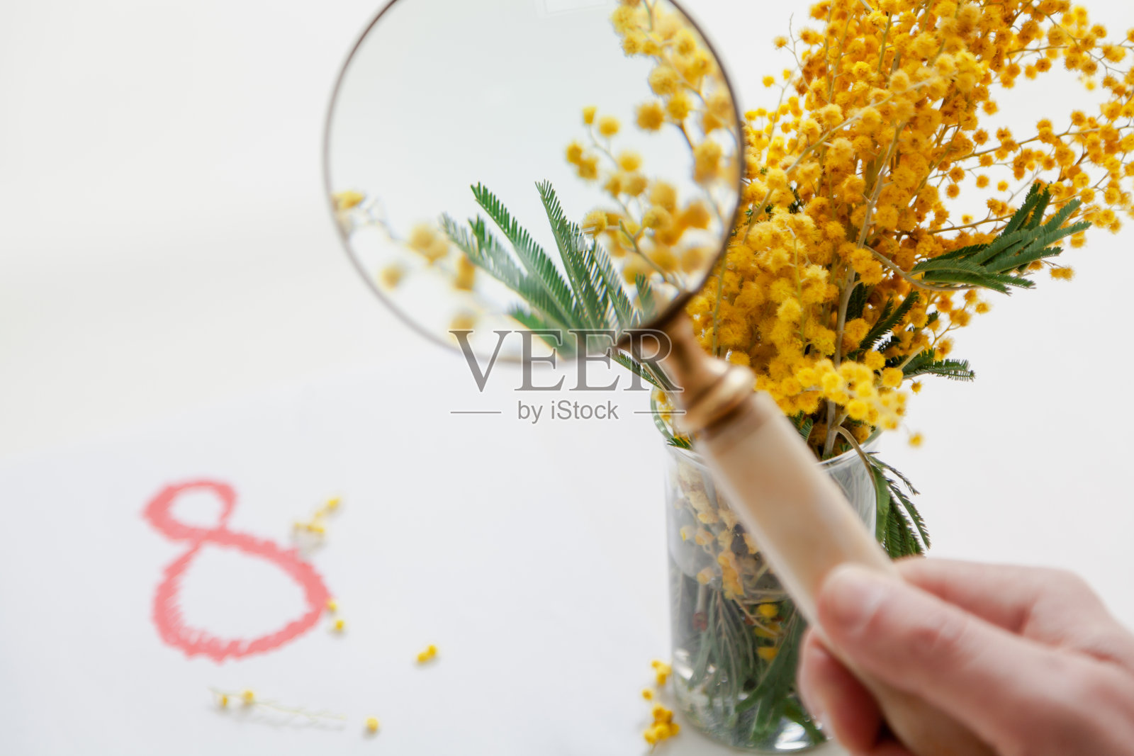 放大镜下黄色含羞草的枝条照片摄影图片