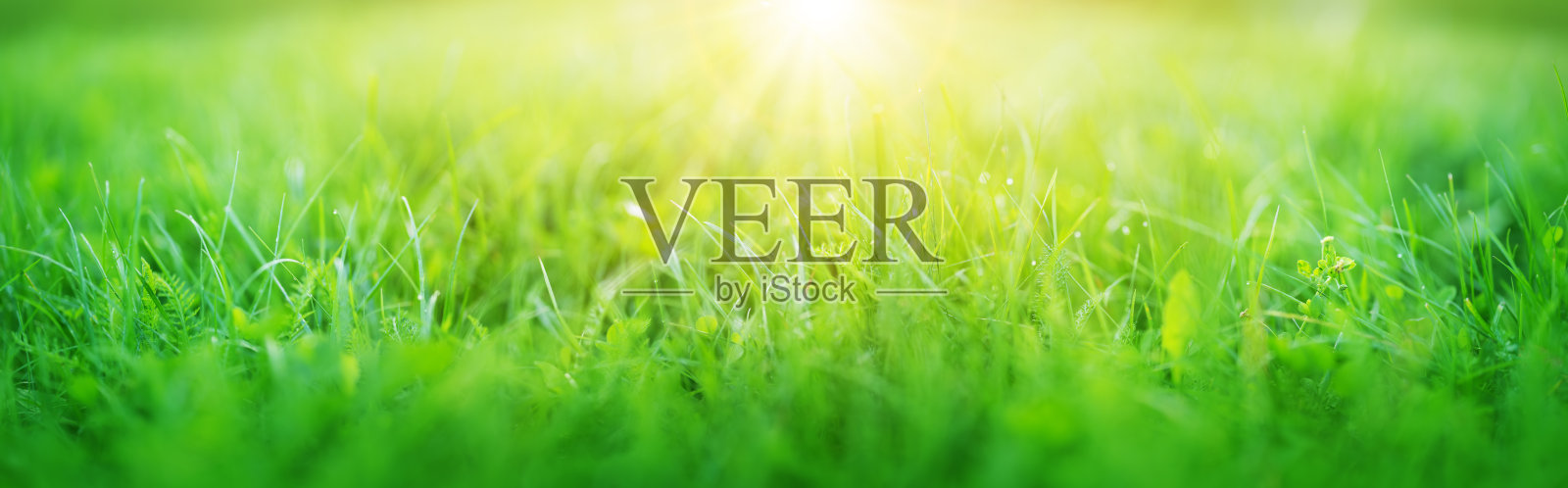 清新的绿草背景在阳光明媚的夏日照片摄影图片