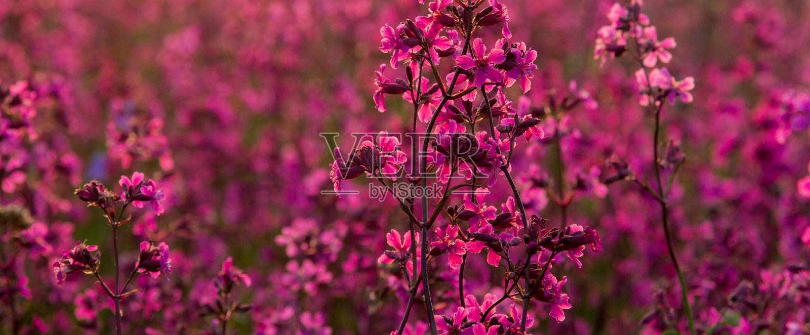 粉红色的花朵布满了整个画面照片摄影图片