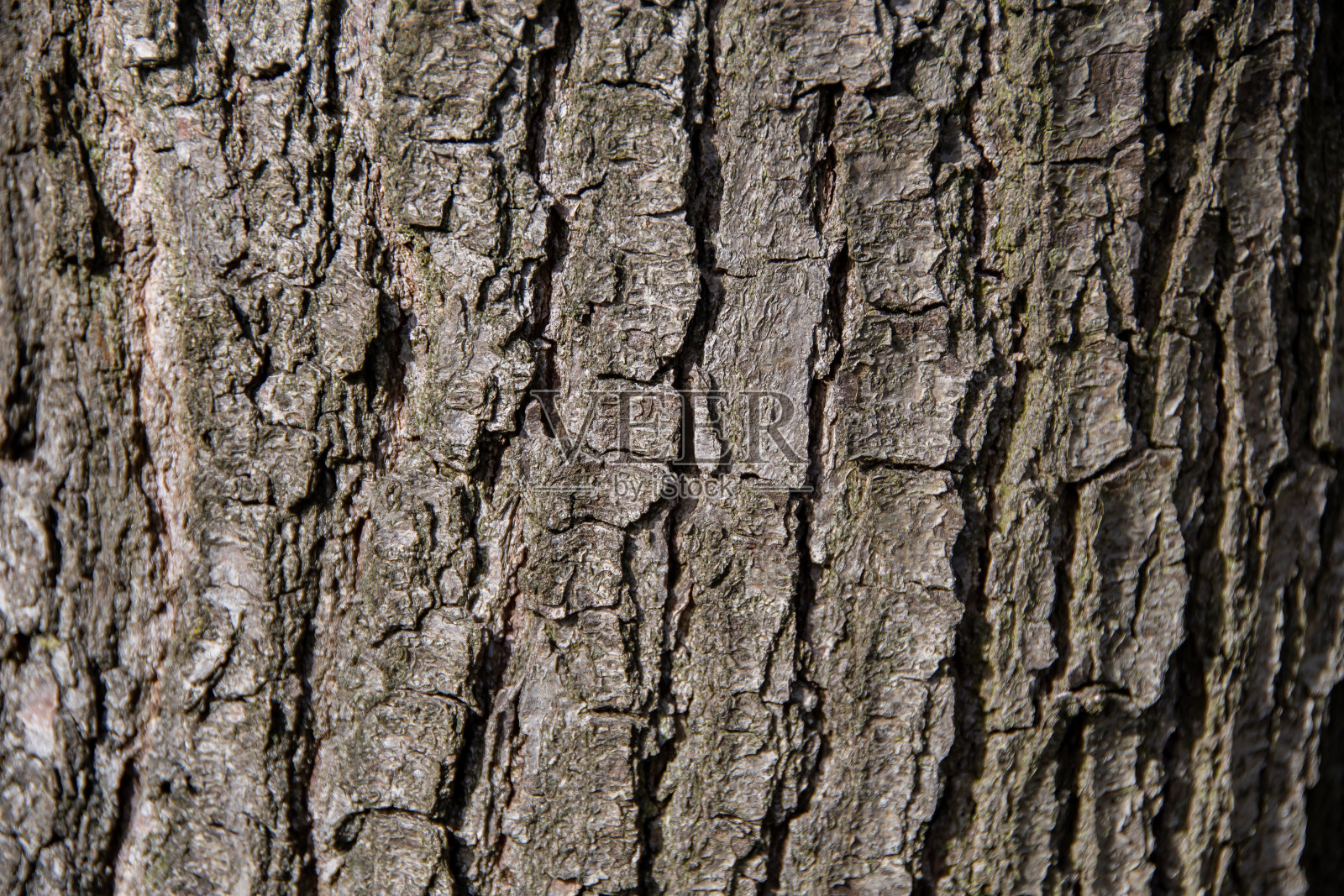 针叶树的树皮结构照片摄影图片