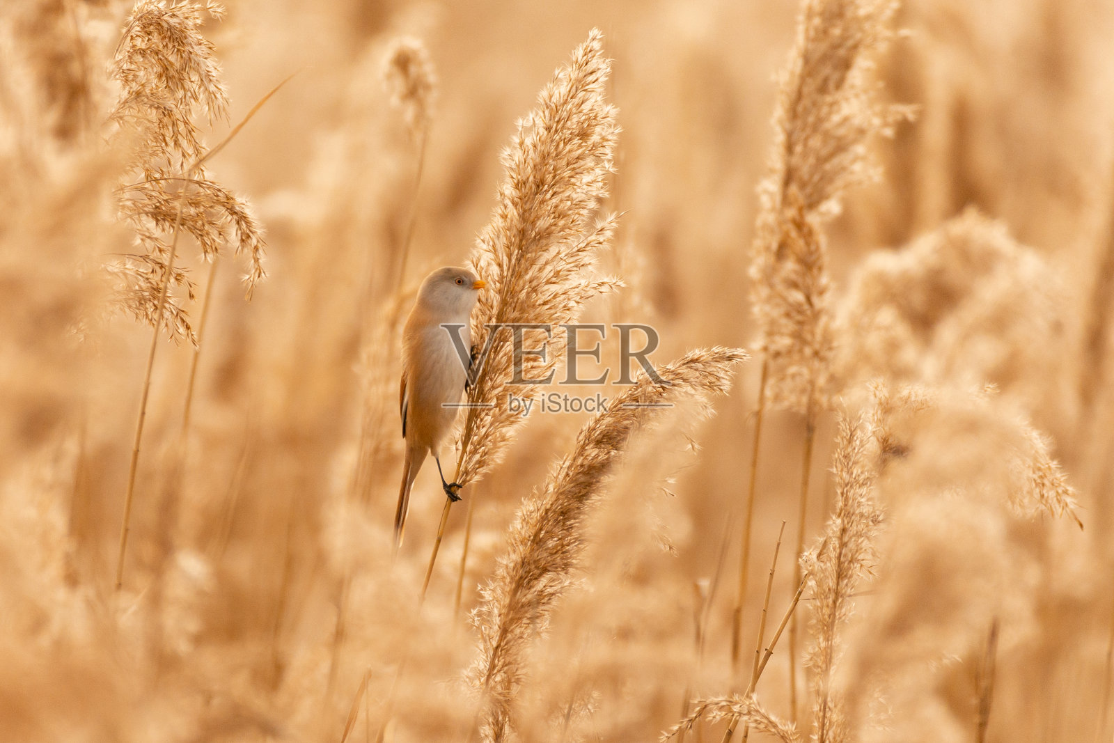 栖息的有胡子的山雀，以芦苇为食。Panurus biarmicus照片摄影图片