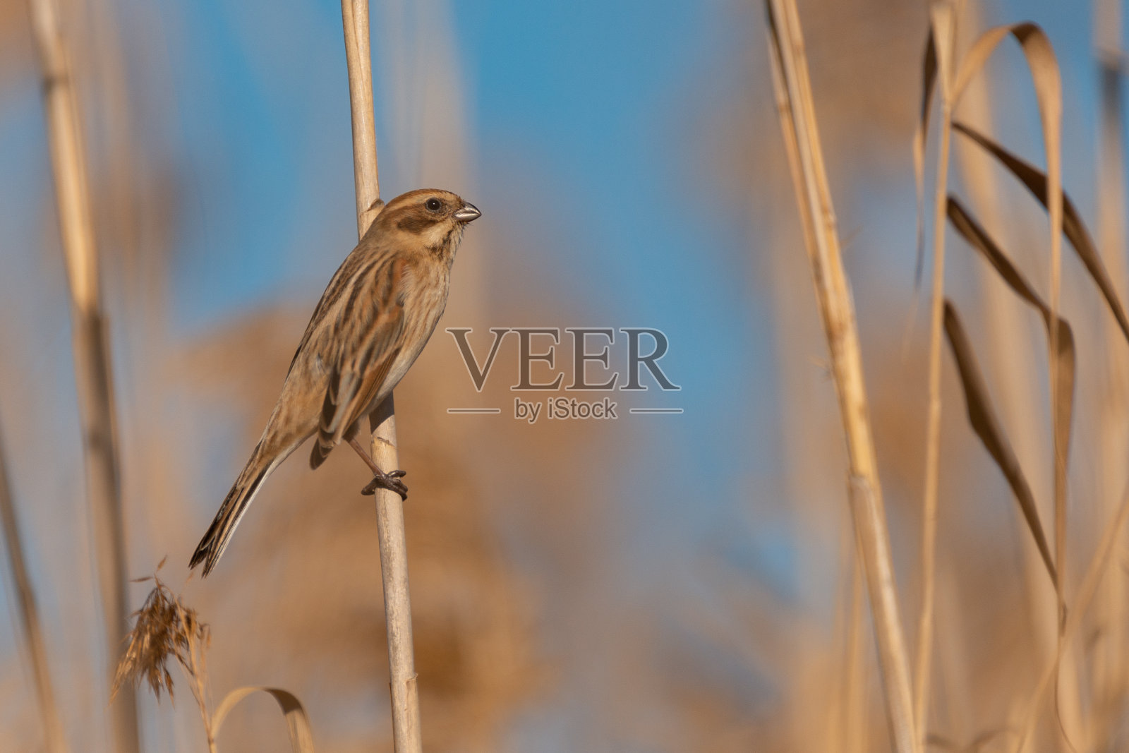 芦苇bunting Emberiza schoeniclus摆姿势在芦苇树枝上照片摄影图片