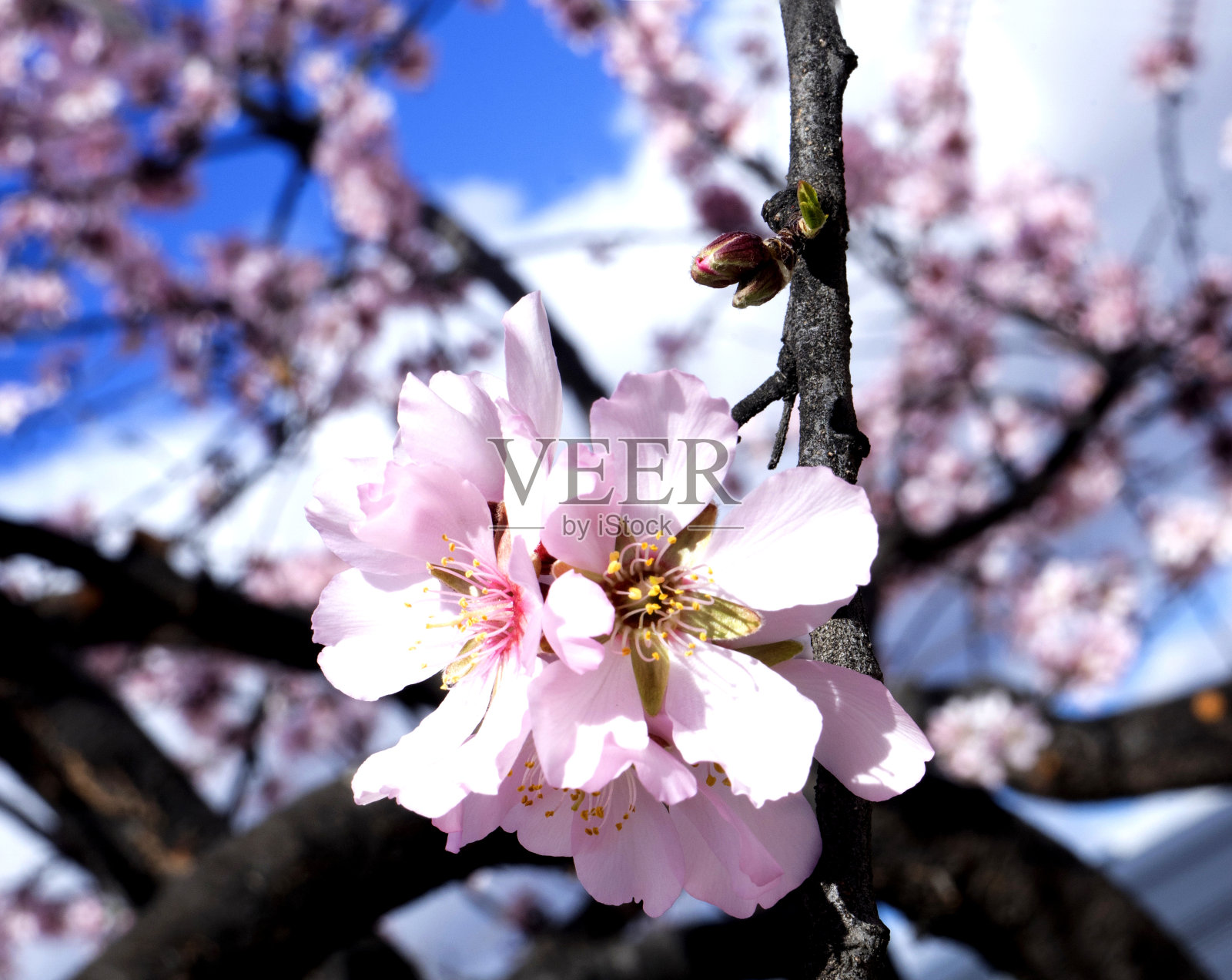 蓝天背景下盛开的杏花。照片摄影图片