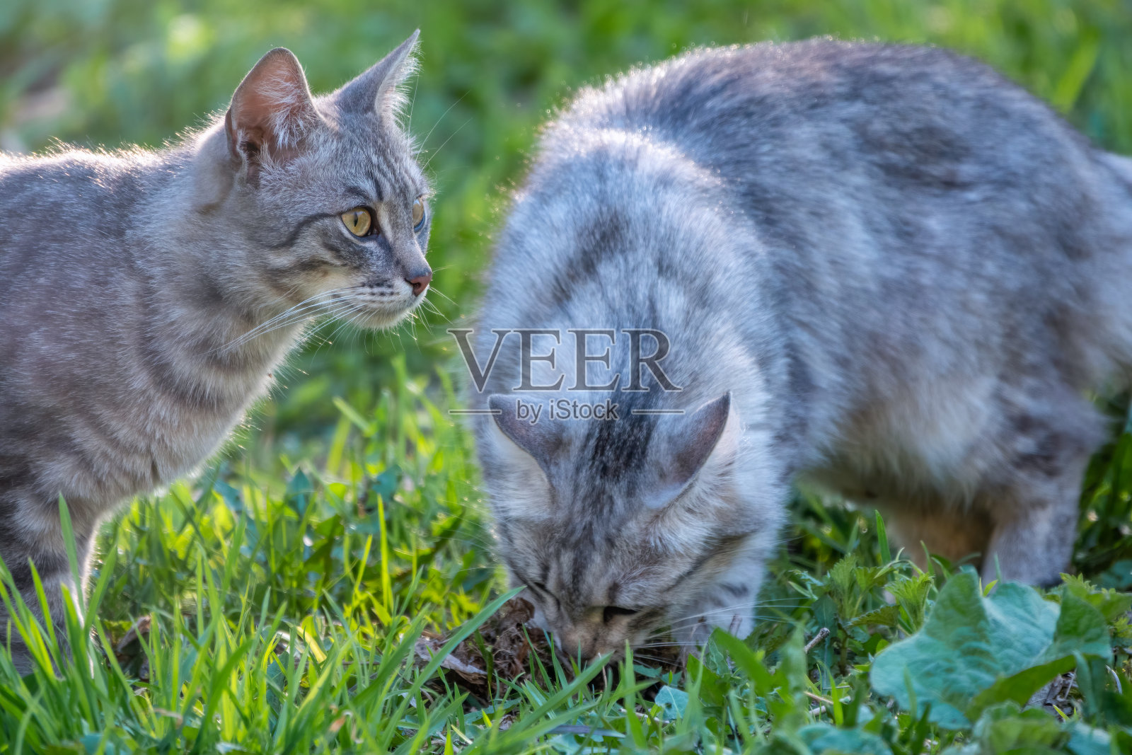夕阳下，两只毛茸茸的美丽的灰猫在绿色的草坪上捉老鼠。照片摄影图片