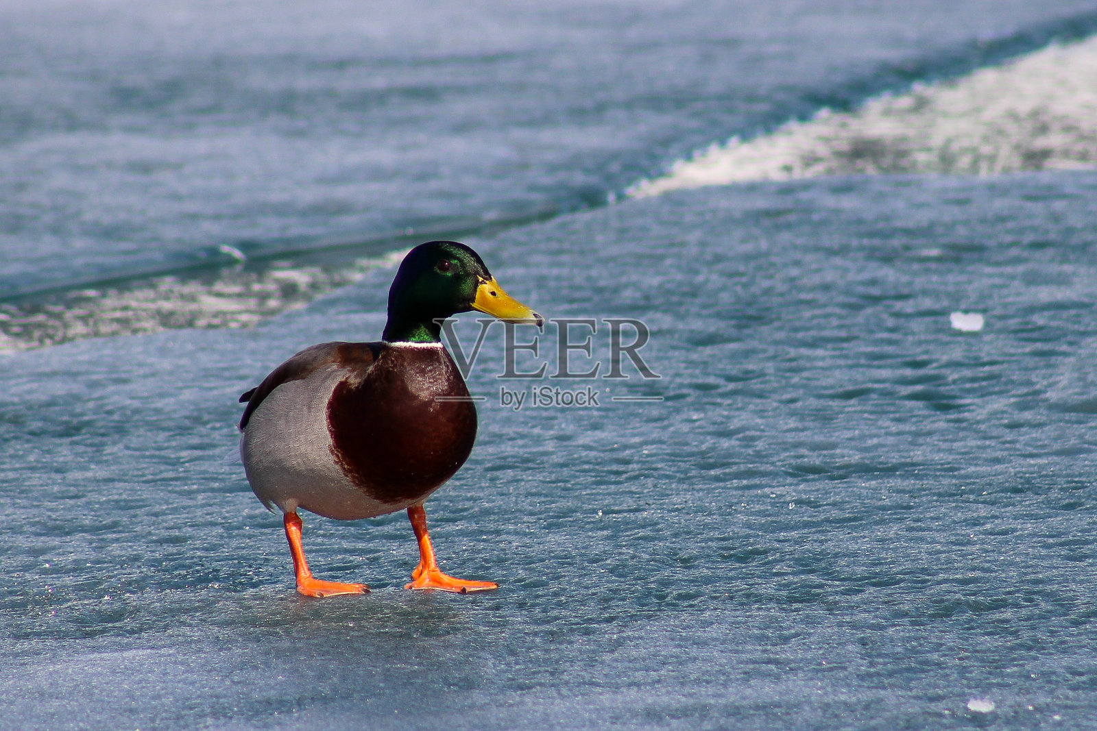 鸭子在冰上照片摄影图片