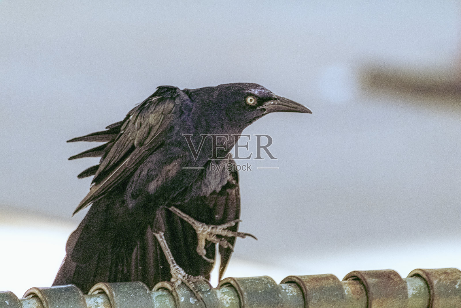 愤怒的乌鸦照片摄影图片