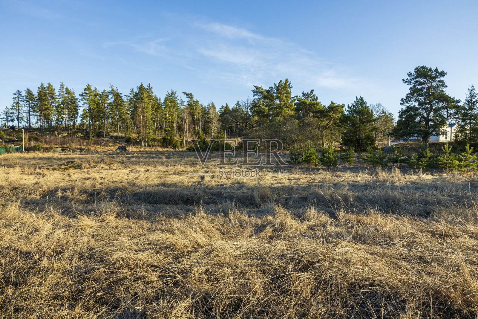 在阳光明媚的日子里，美丽的自然春景景色。瑞典。照片摄影图片