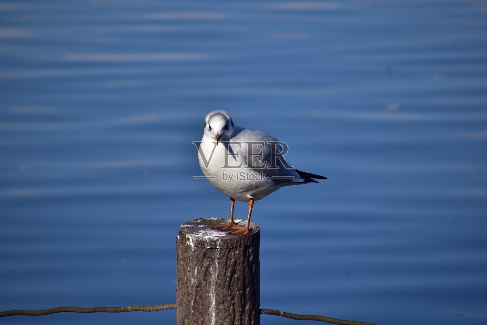 黑头鸥的肖像照片摄影图片