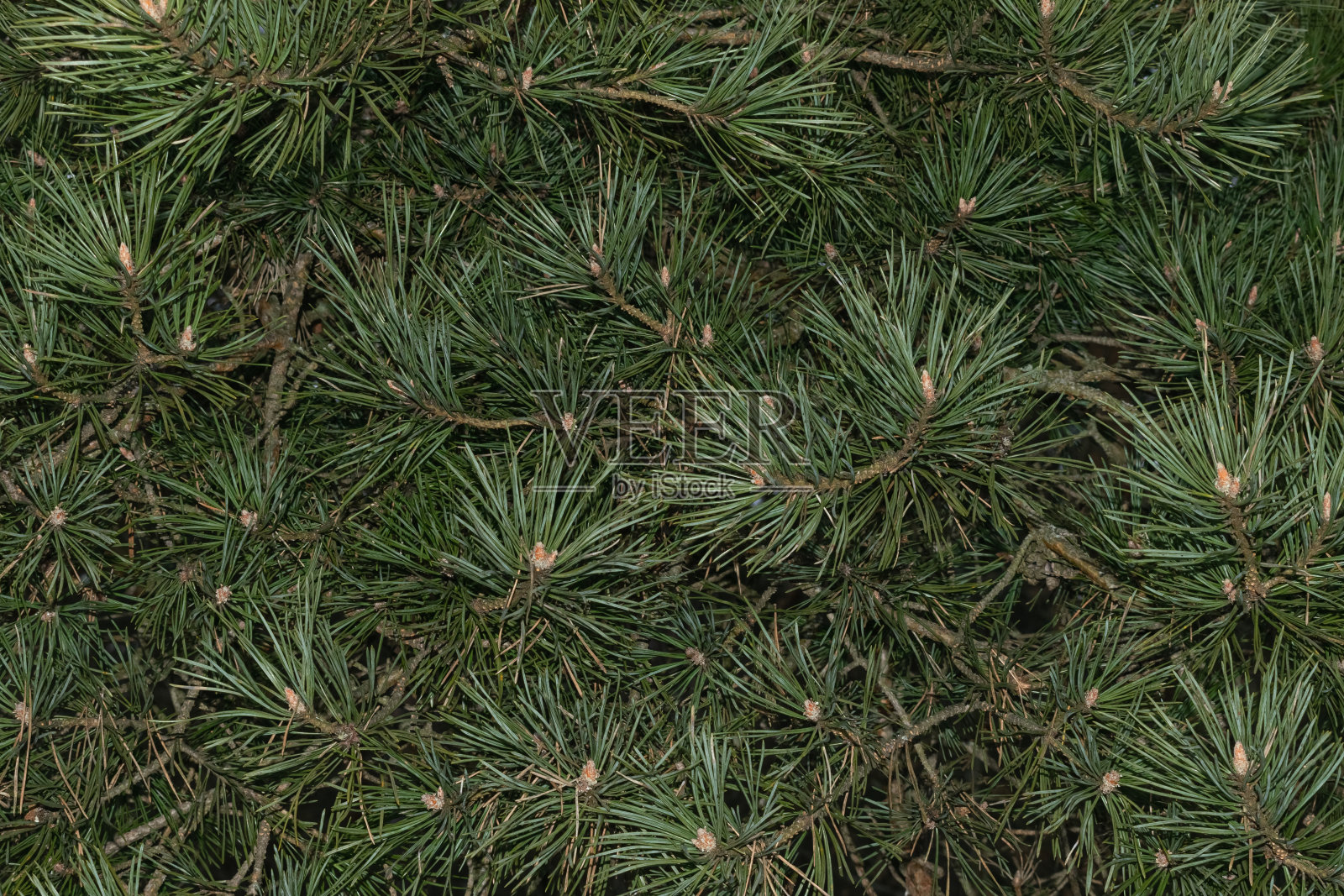 绿色背景基于低光下的松树枝。抽象结构照片摄影图片