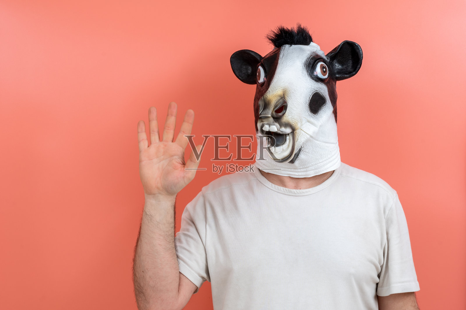 一个伪装成牛的人用手指数着数字五照片摄影图片