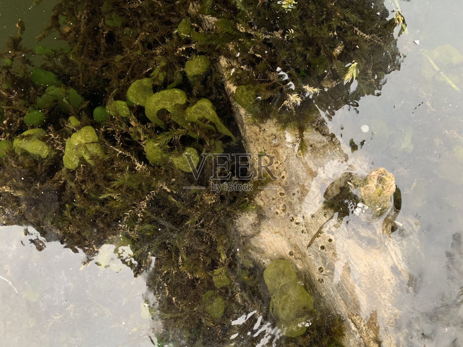 湖里的冻草照片摄影图片