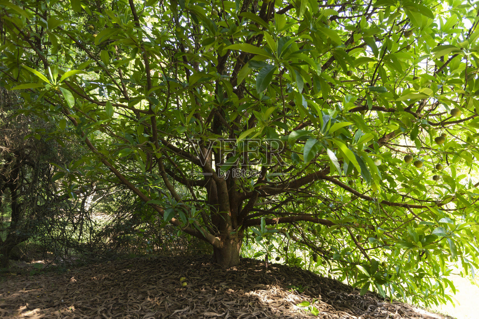象苹果树上结着各种各样的果实，地上有枯叶照片摄影图片