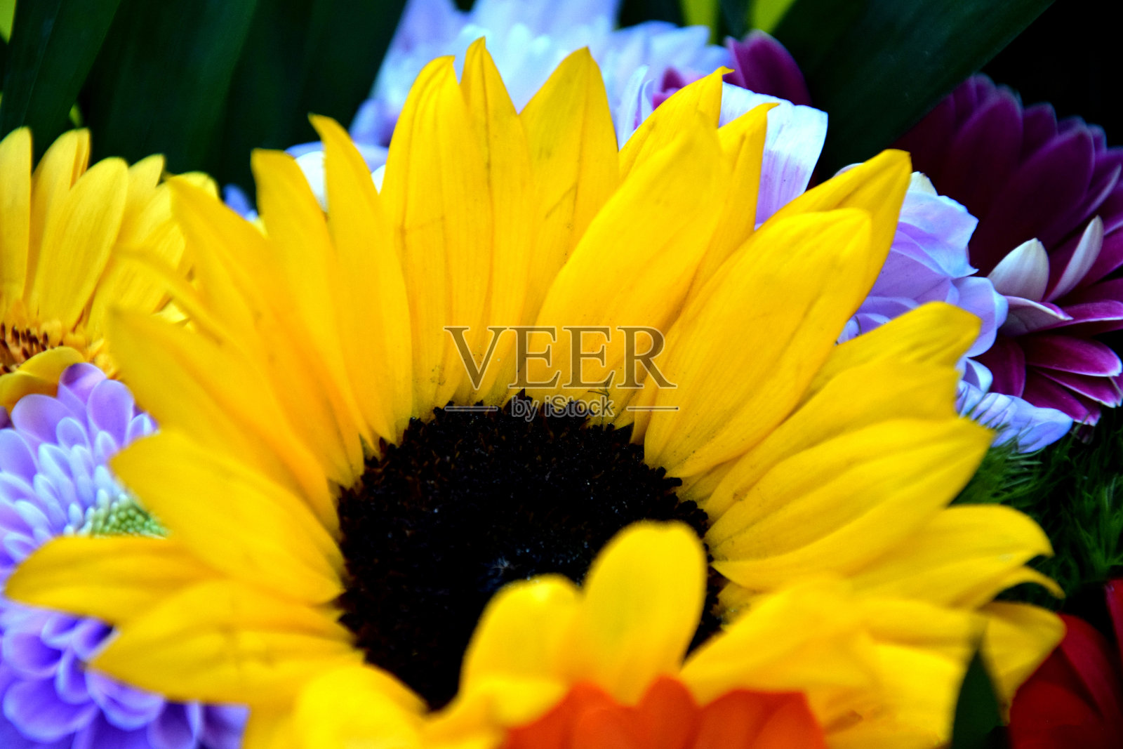 向日葵照片摄影图片