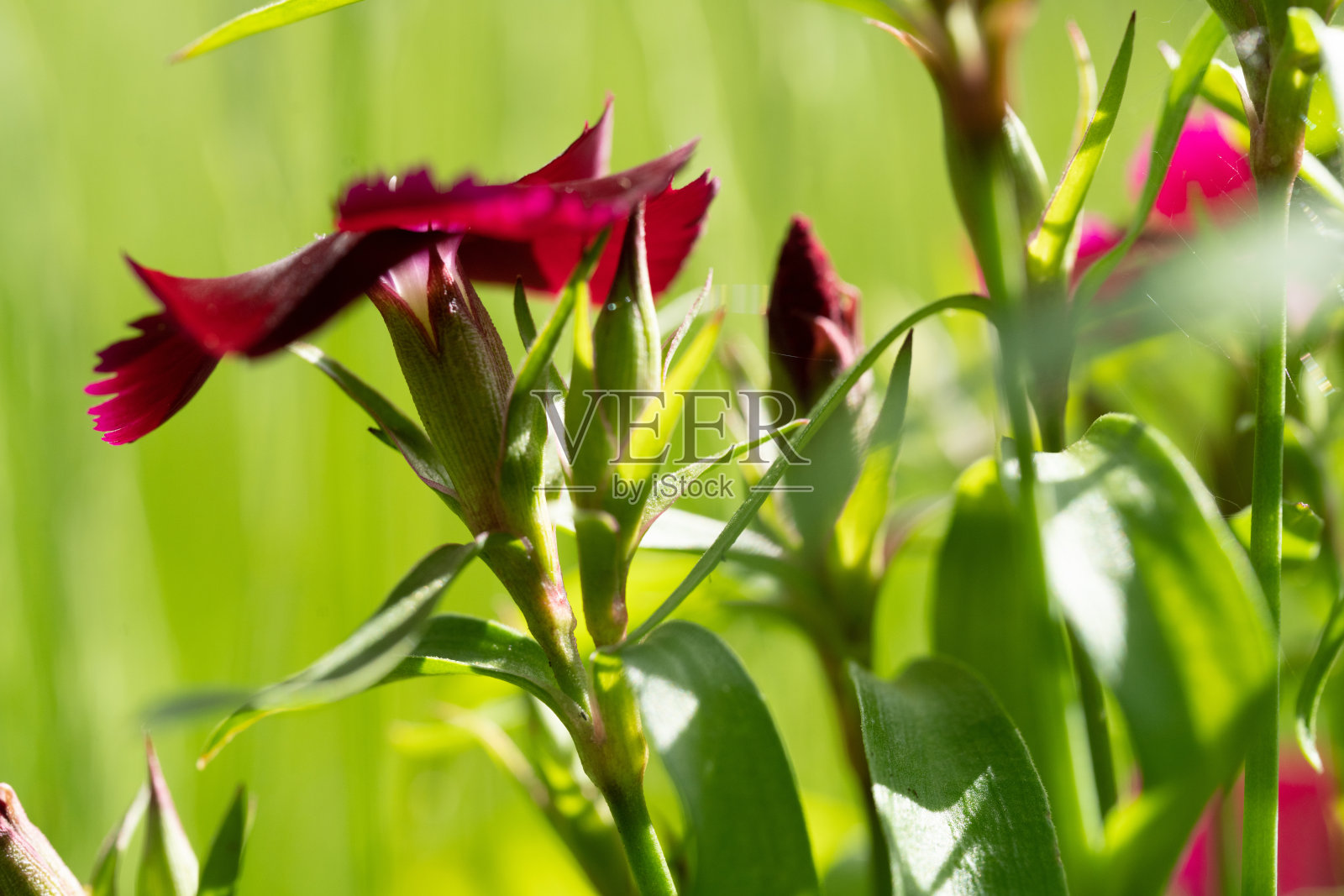 一朵盛开的紫色三色堇的细节照片摄影图片