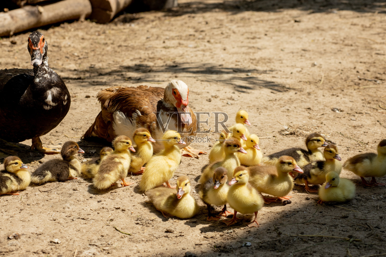 鸭妈妈和她的小鸭子们。有许多小鸭子跟着妈妈。照片摄影图片