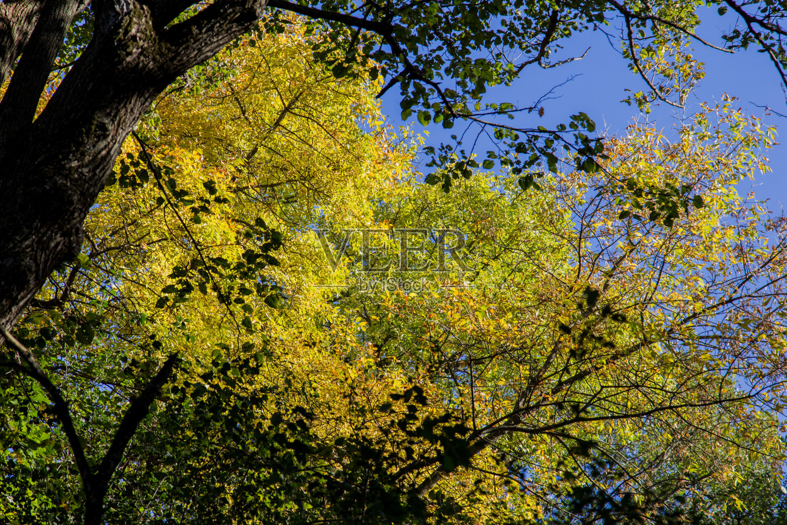 初秋的树木照片摄影图片