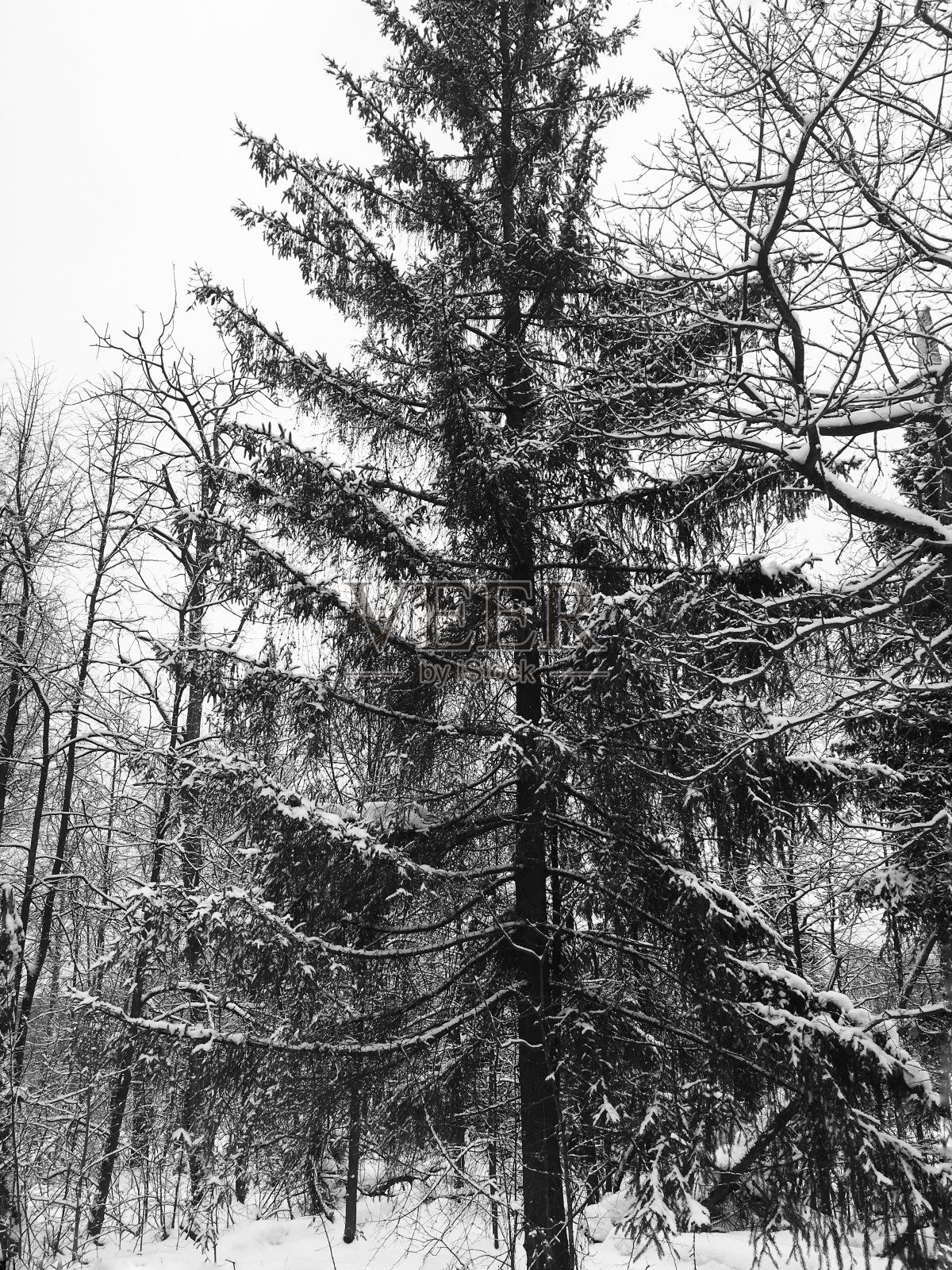 冬天的风景照片摄影图片