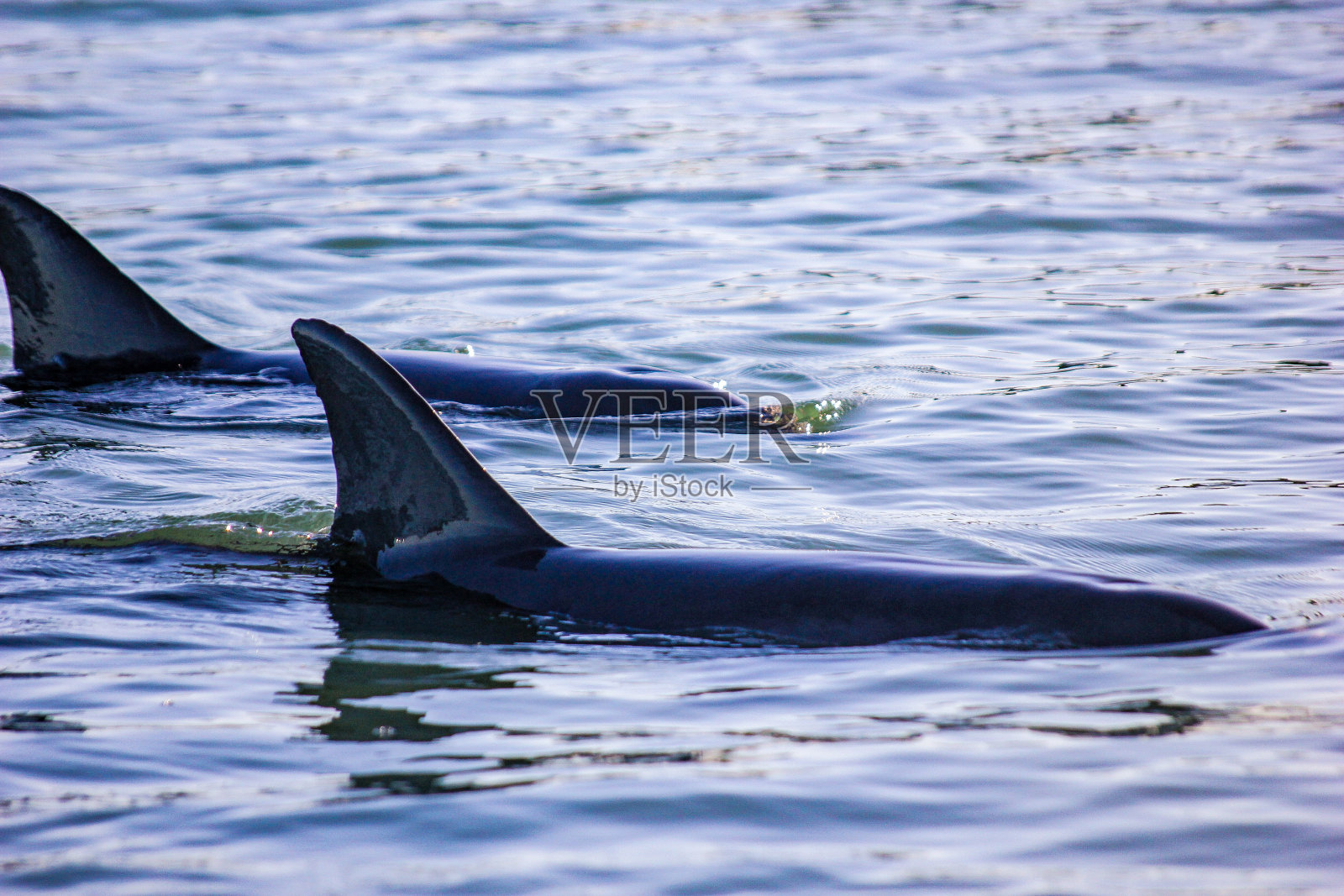 海豚的背鳍照片摄影图片